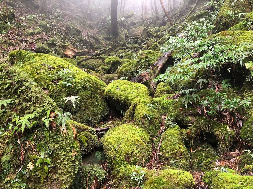 Panoramic Forest Vistas