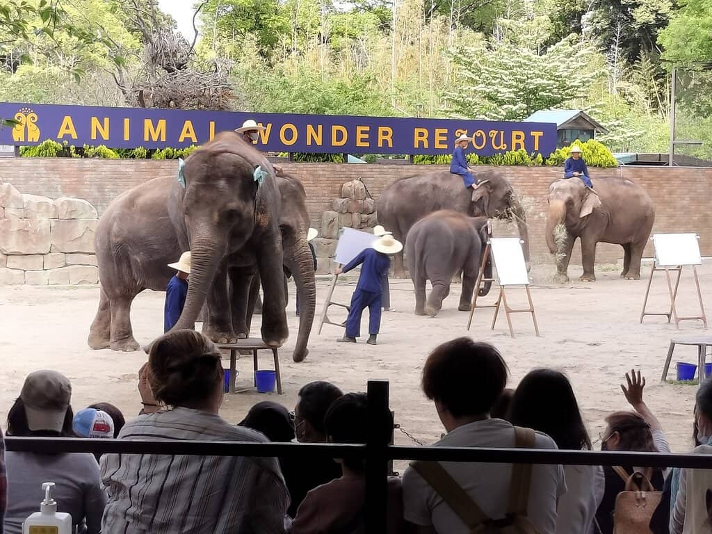 Pachyderm Artistry