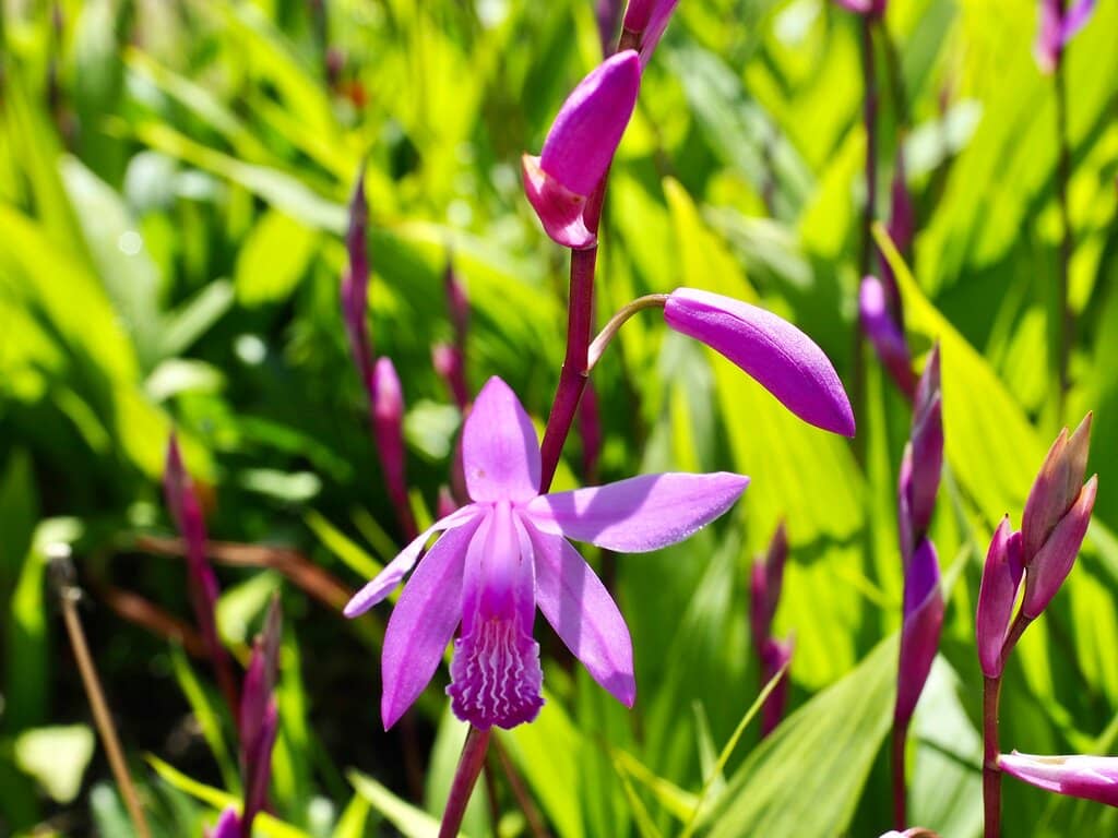 Japanese Garden & Tea Room
