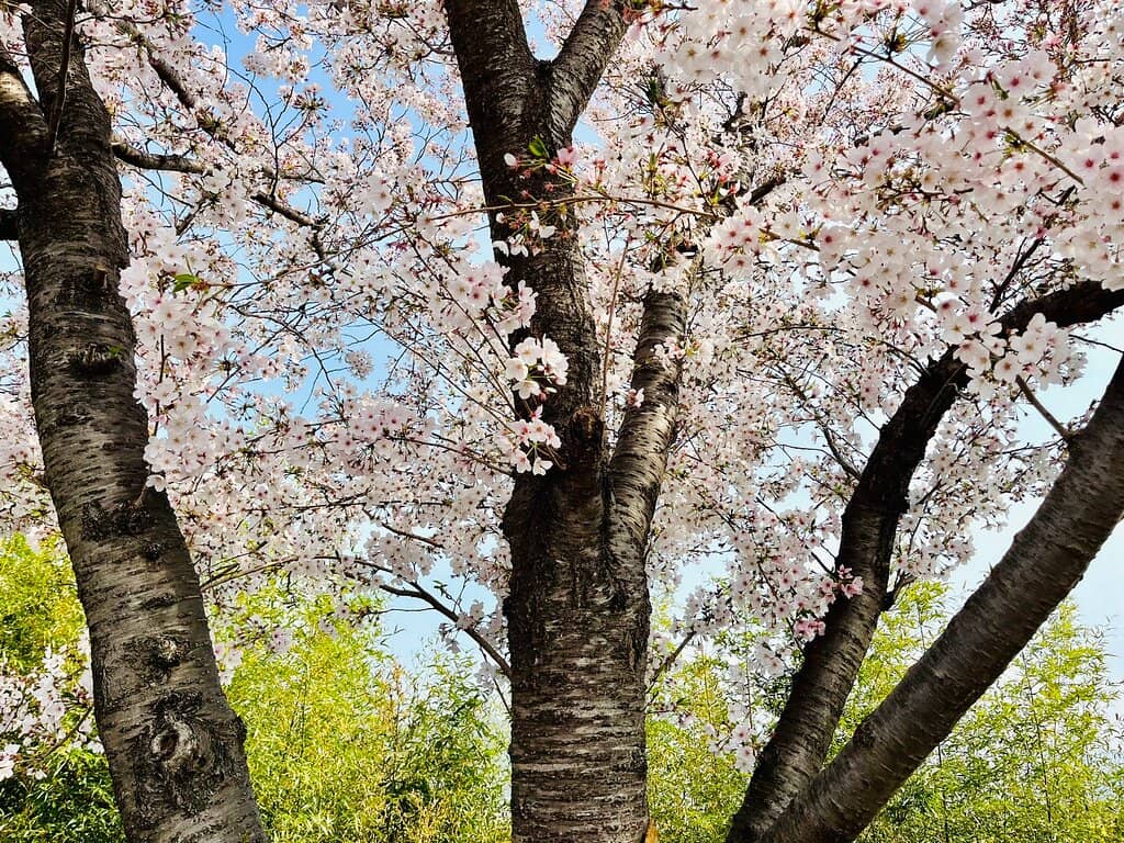 Cherry Blossom Avenue