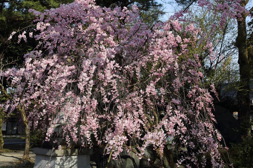 Charming Omamori Selection