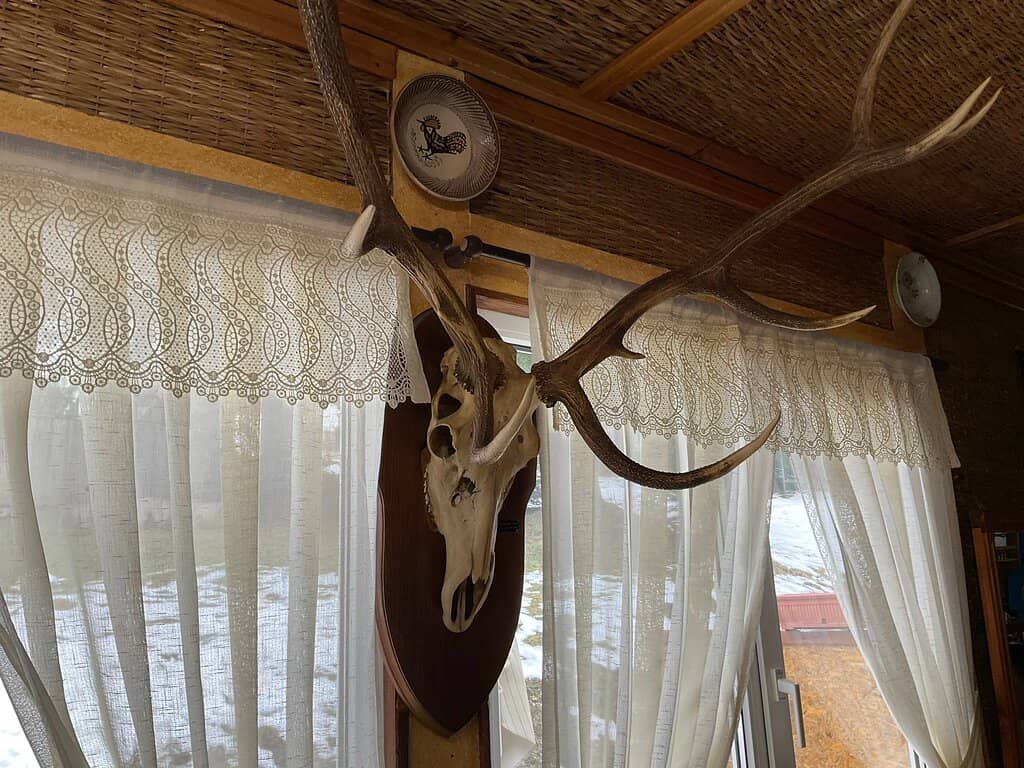 Delectable Papanasi Dessert