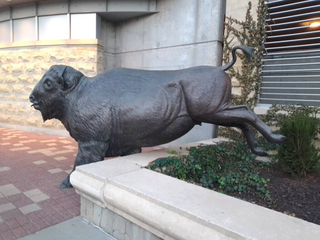 Buffalo Stampede