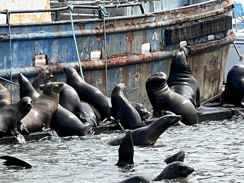 South Marsh Loop Trail