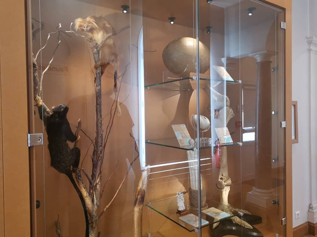 Taxidermy Collection