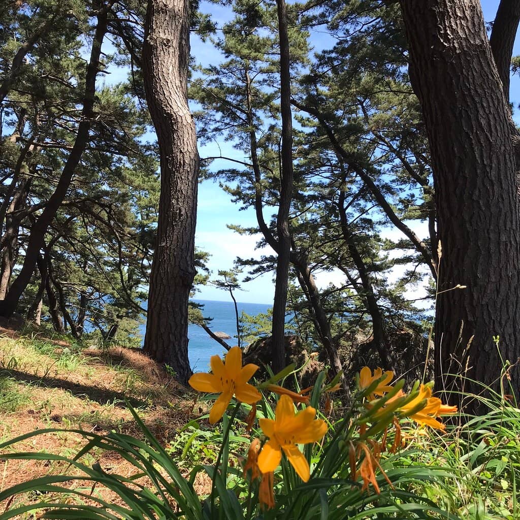 Pine Forest Ambiance