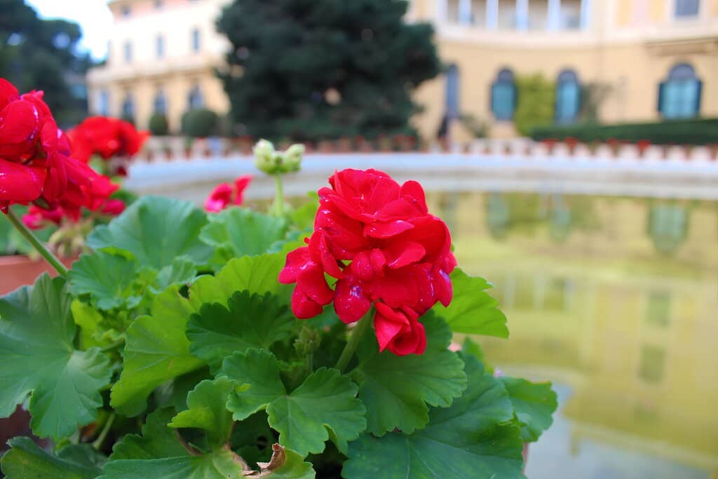 Tranquil Gardens