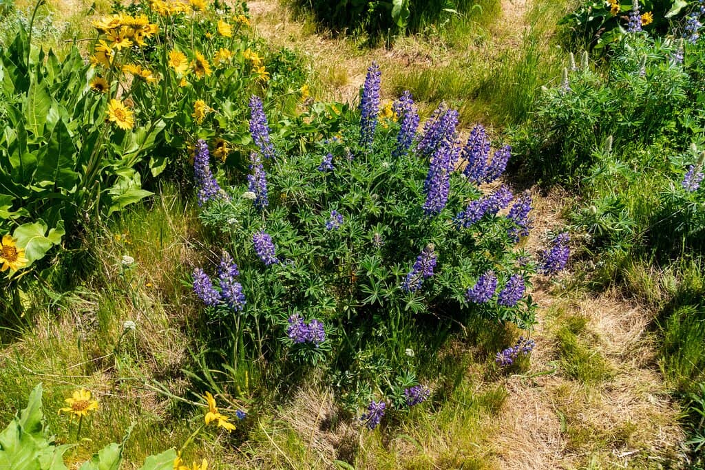 Columbia River Gorge Vistas