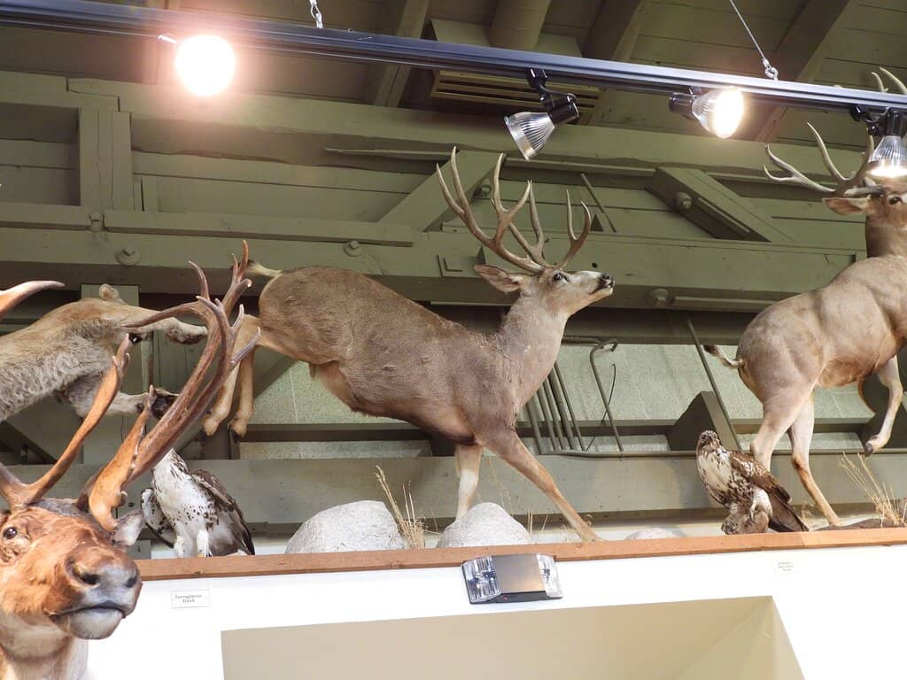 Interactive Wildlife Exhibits