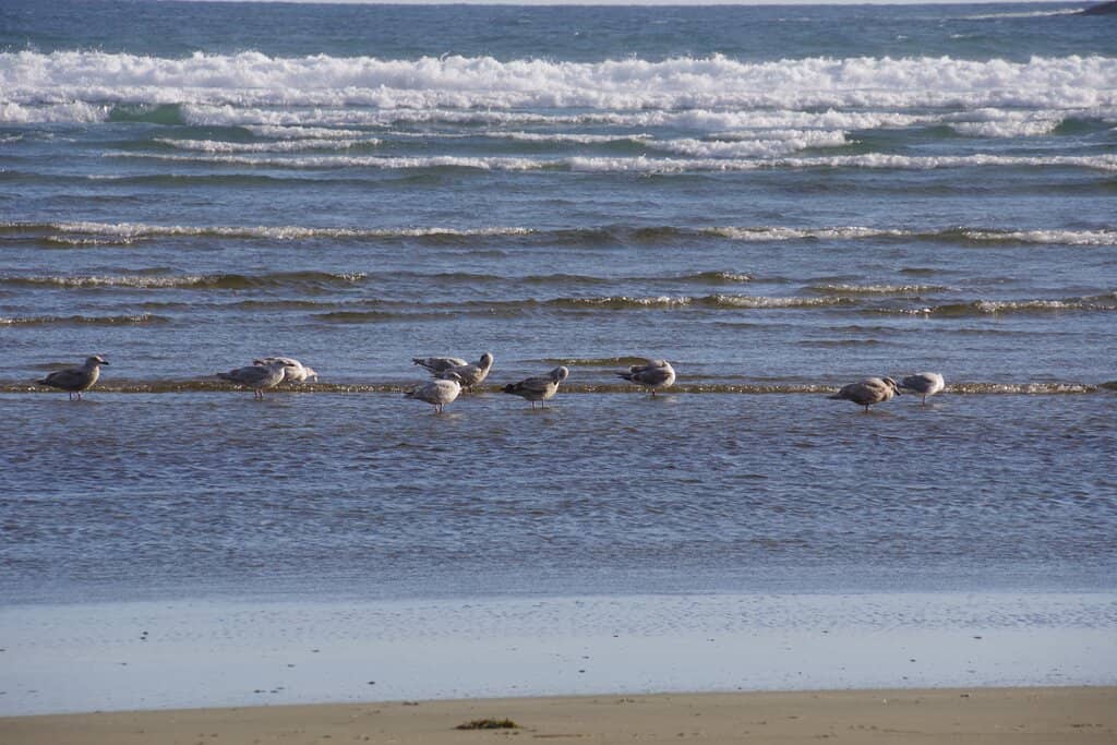 Driftwood-Lined Shoreline