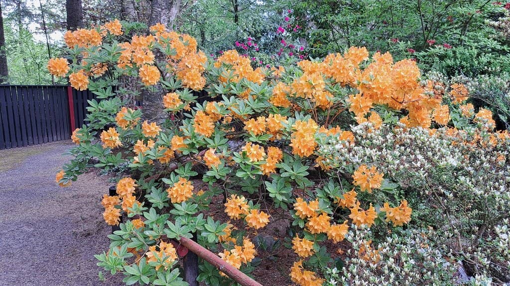 Serene Japanese Garden