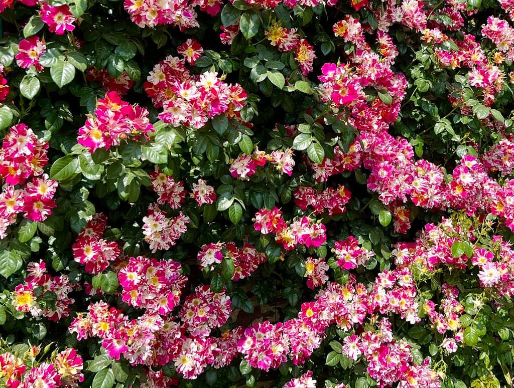 Scenic Park Grounds