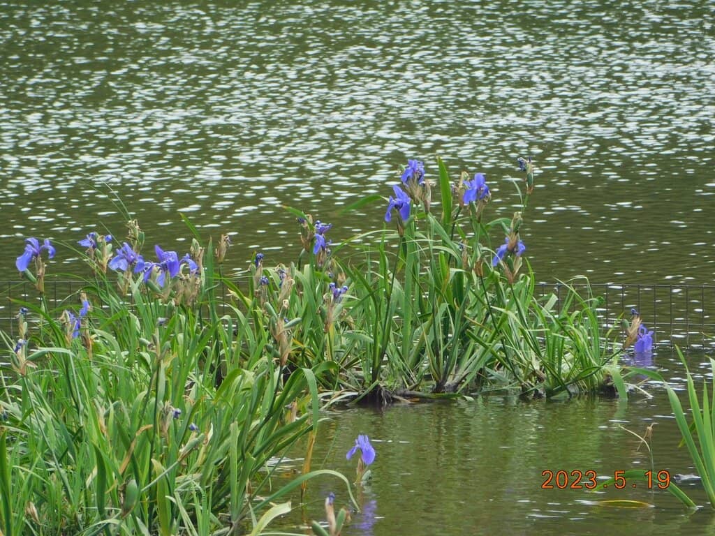 Tranquil Garden