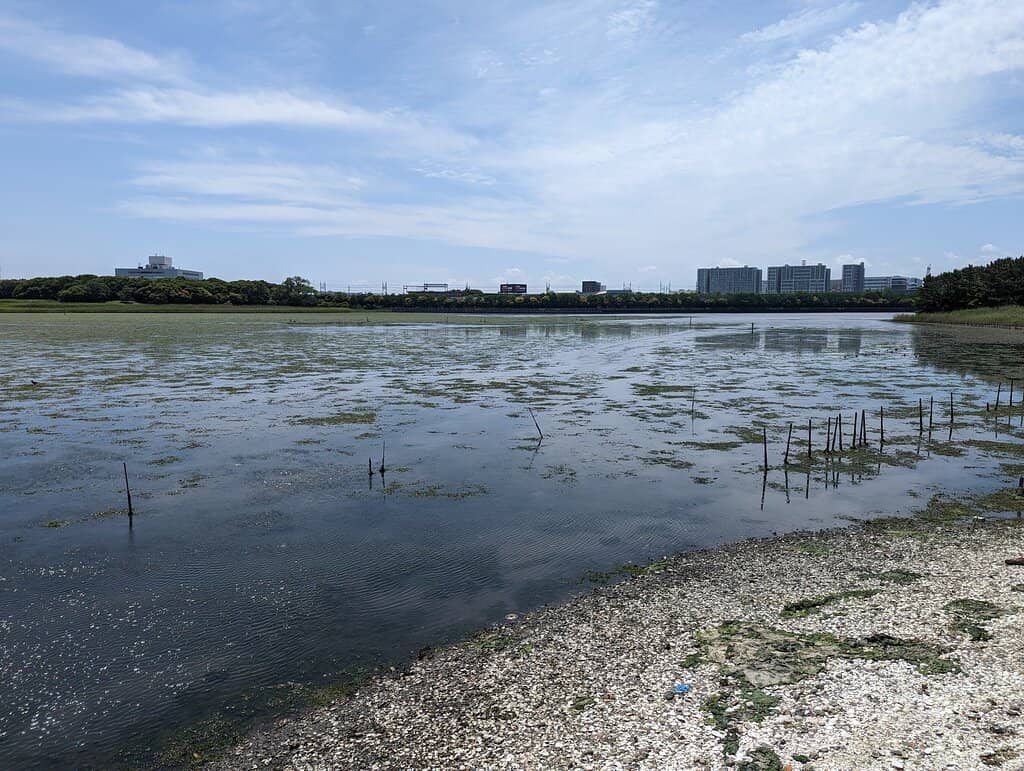 Reflective Water Views