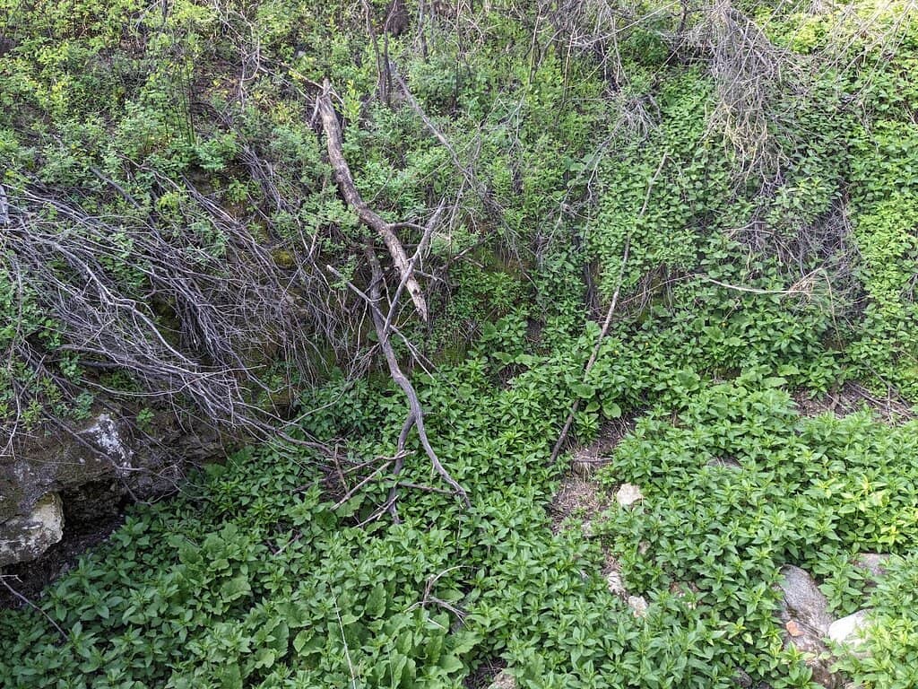 The 3km Interpretive Trail