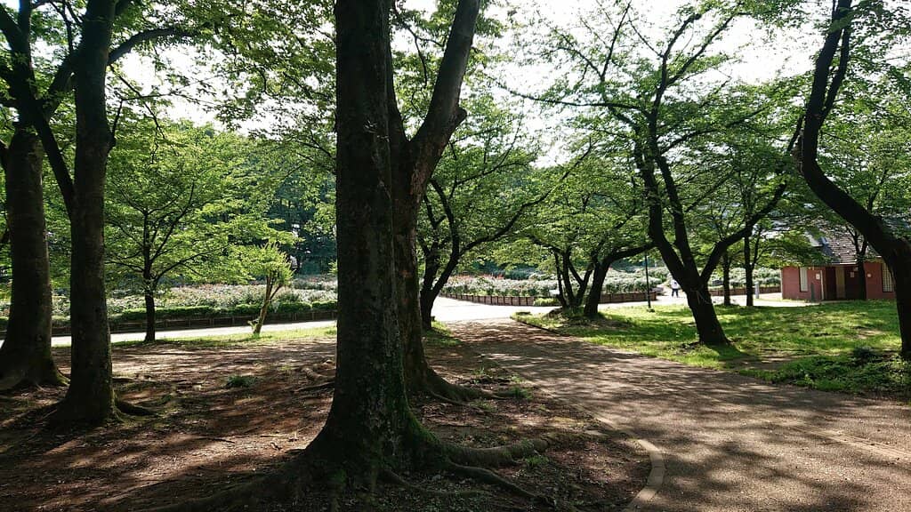 Tranquil Pond & Bridge