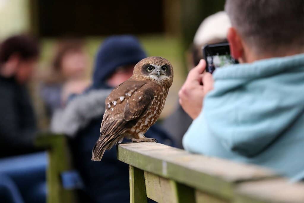 Woodland Owl Experience