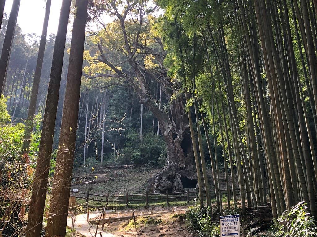 Enchanting Bamboo Path