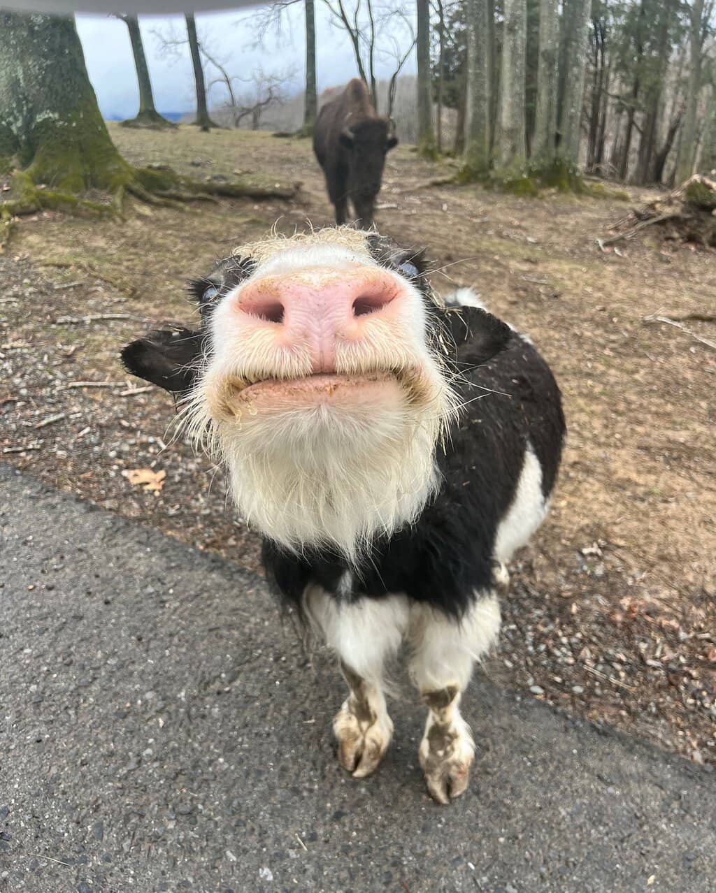 Giraffe Feeding Platform
