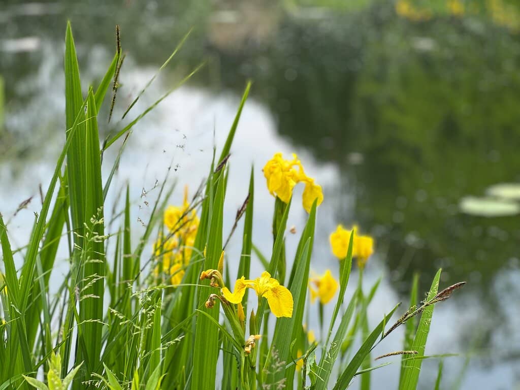 Expansive Lawns & Paths