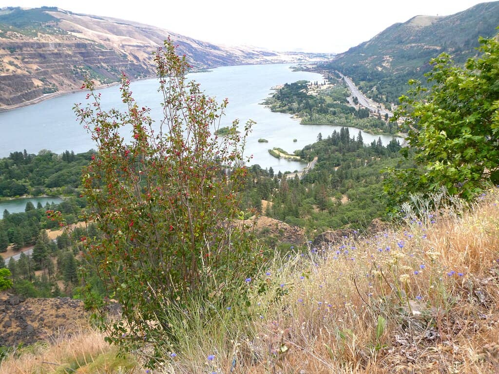 Spring Wildflower Blooms