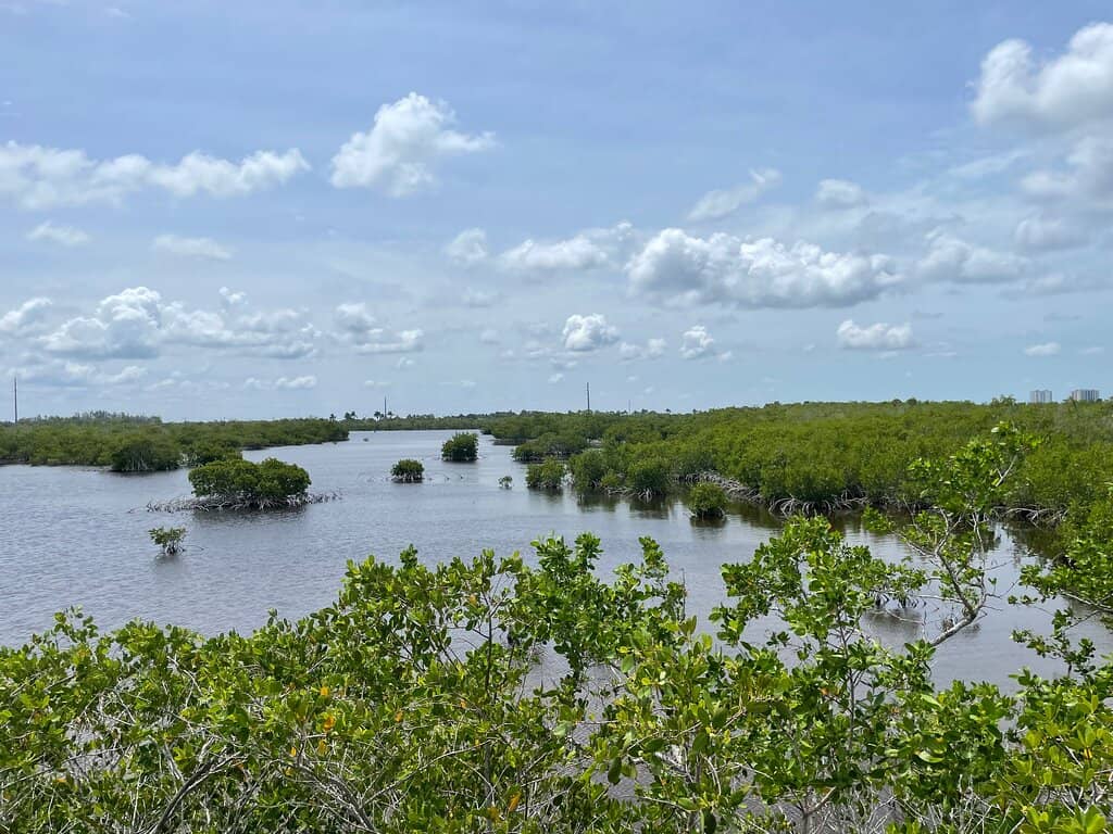 Wildlife Viewing Platforms