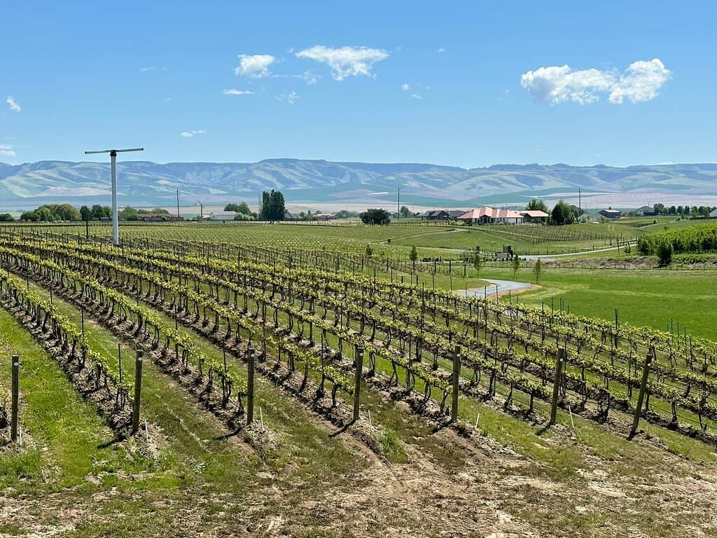 Sauvignon Blanc