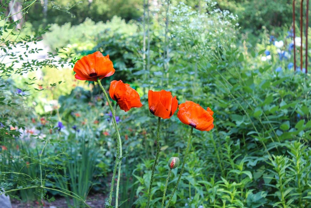 Wildflower Trails