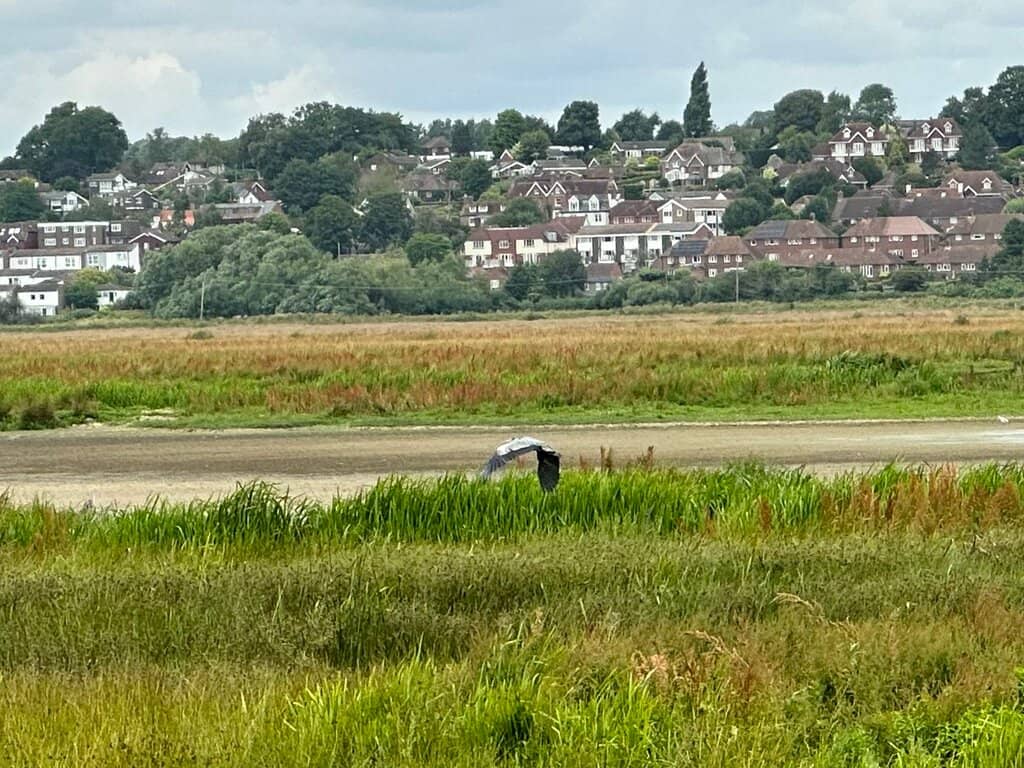 Wetland Wonders