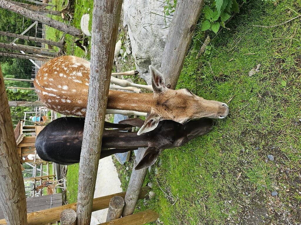 Electric Car Adventures