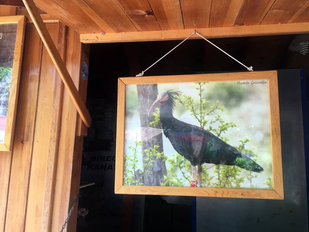 Northern Bald Ibis Sanctuary