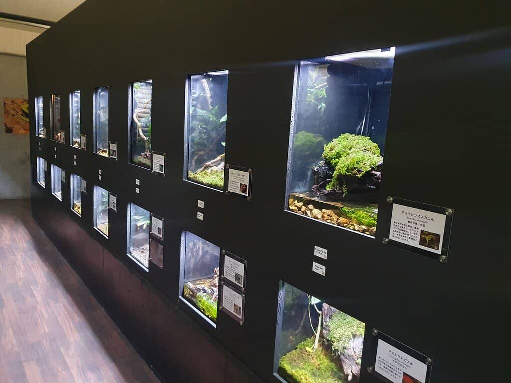 Tadpole & Froglet Lab