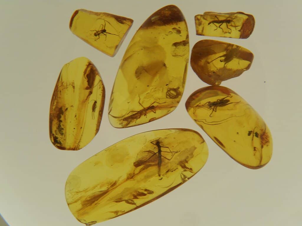 Interactive Amber Journey