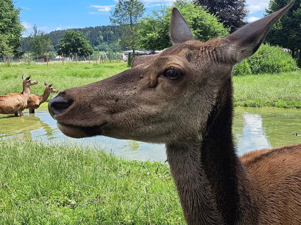 Free-Roaming Deer