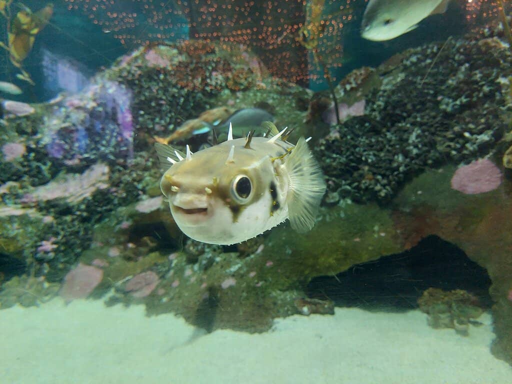 Underwater Tunnel