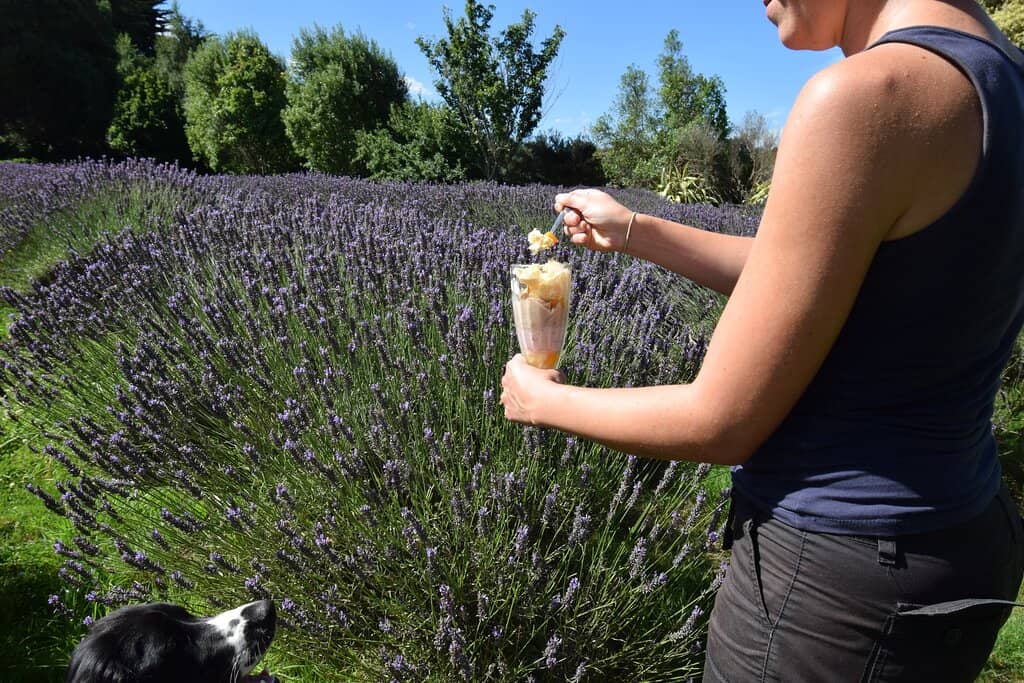 Friendly Lab Companion