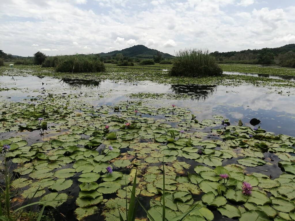 Tranquil Lakeside Relaxation