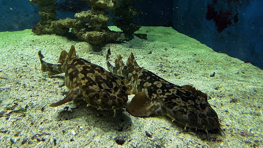 Taxidermied Marine Exhibits