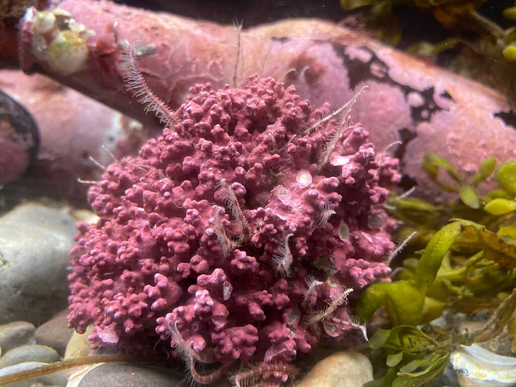 Unique Lobsters