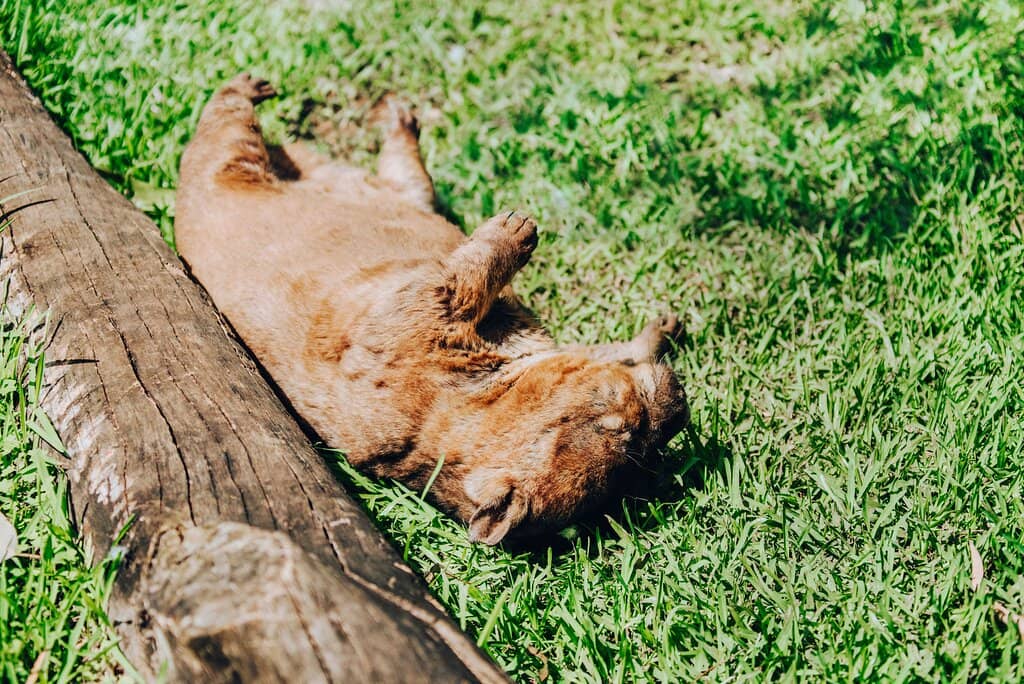 Native Australian Wildlife