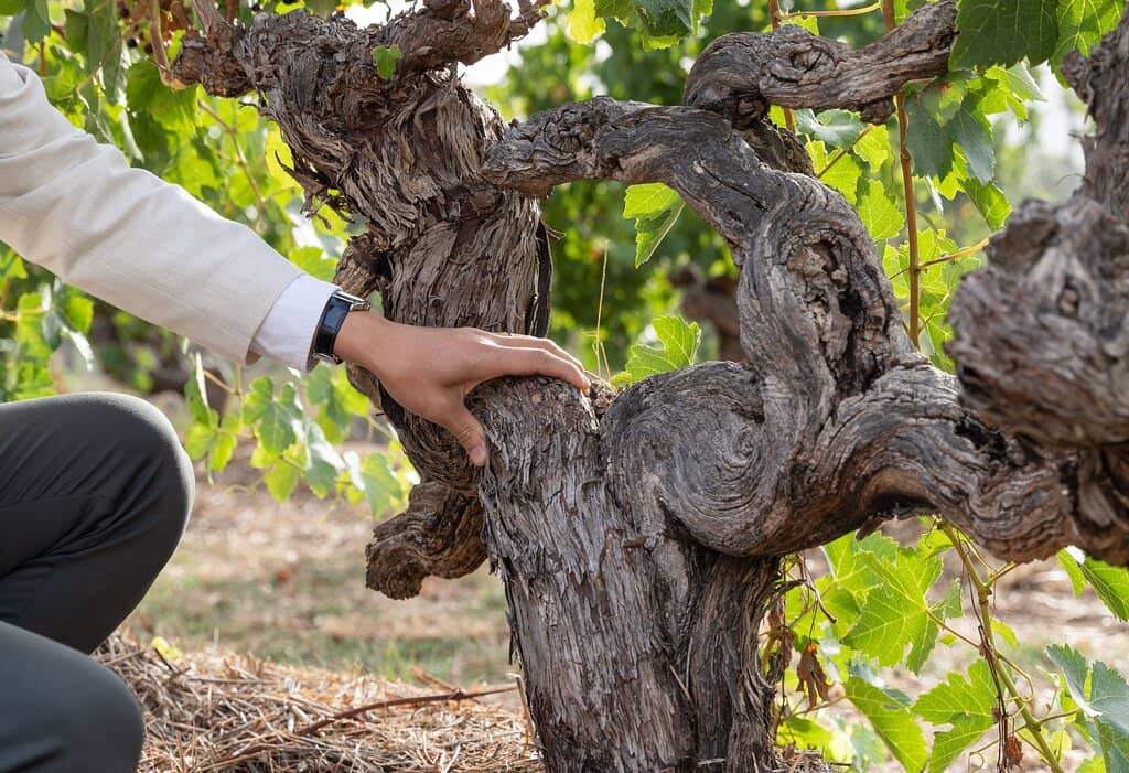 Mount Edelstone Vineyard