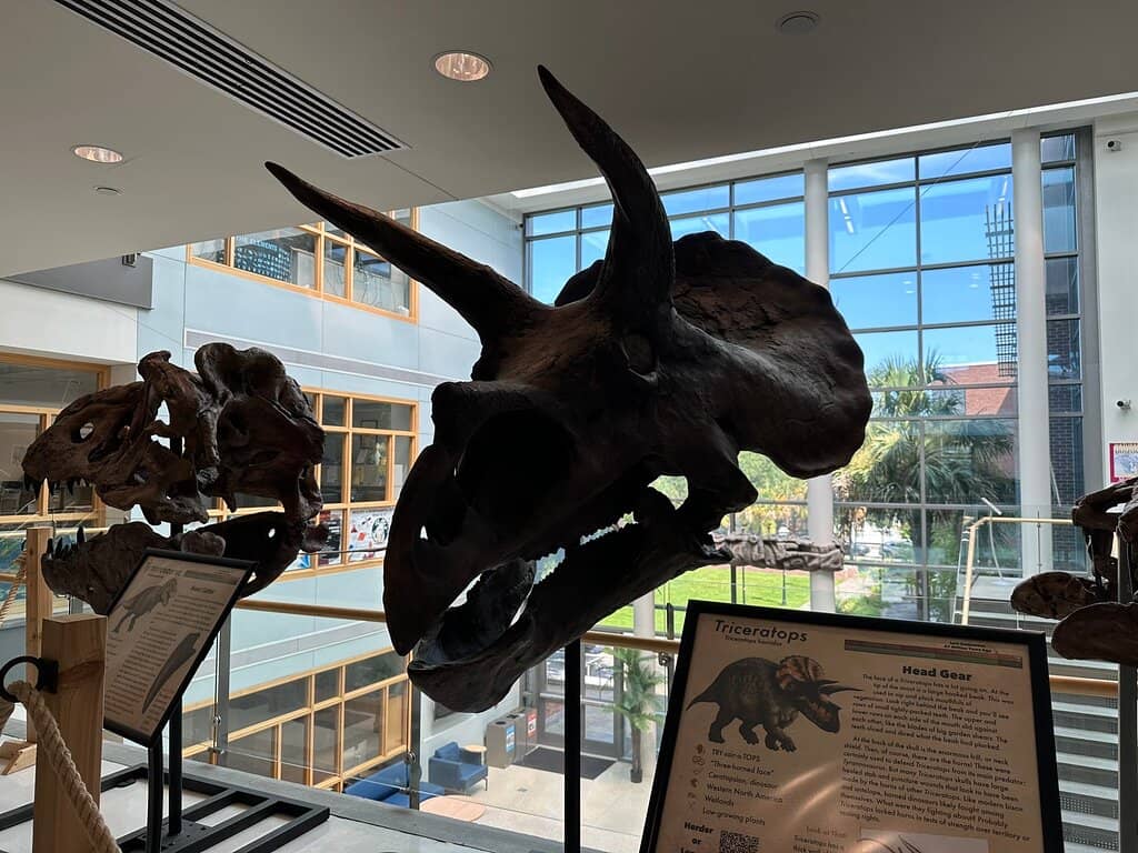 Dinosaur Skeletons