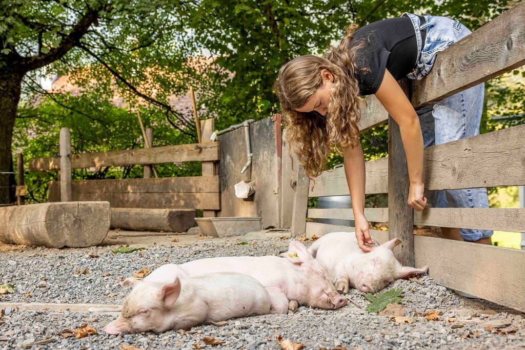 Farm Animals