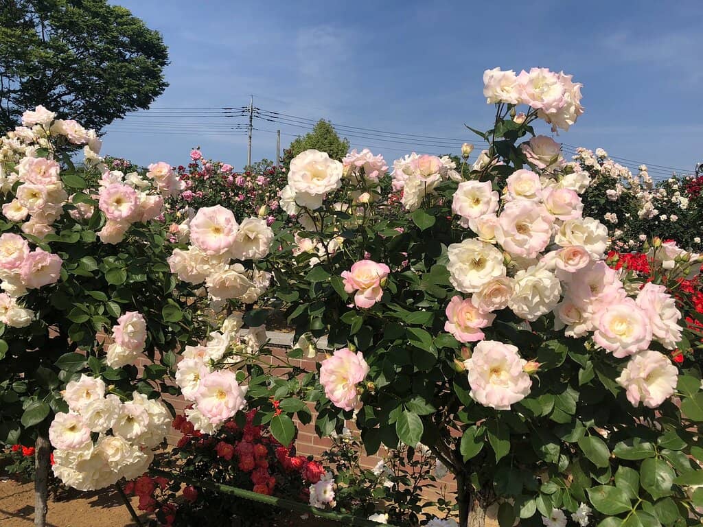 Cherry Blossom Spectacle