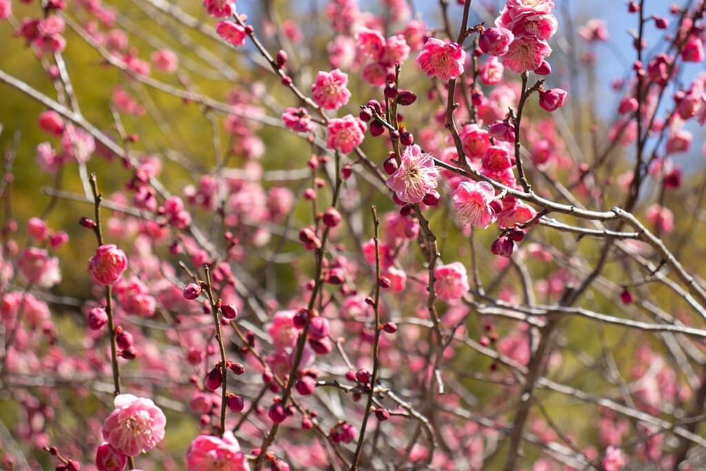 Autumn Plum Festival