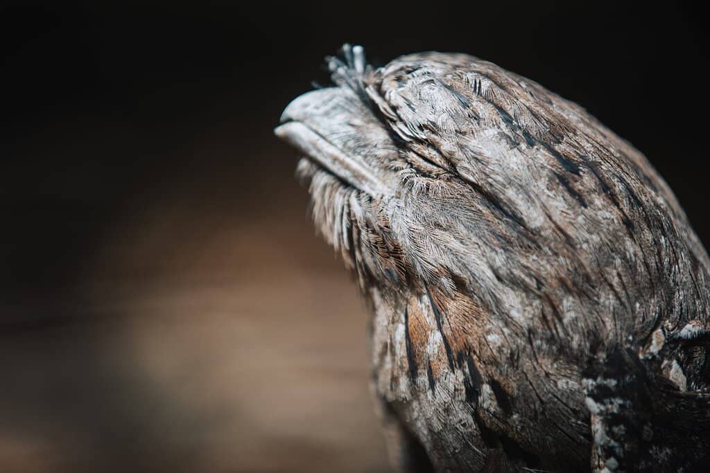Bushwalk Aviaries