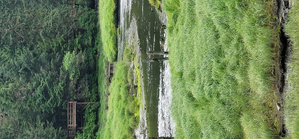 Salmon Runs