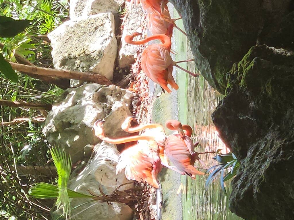 Tropical Bird Symphony
