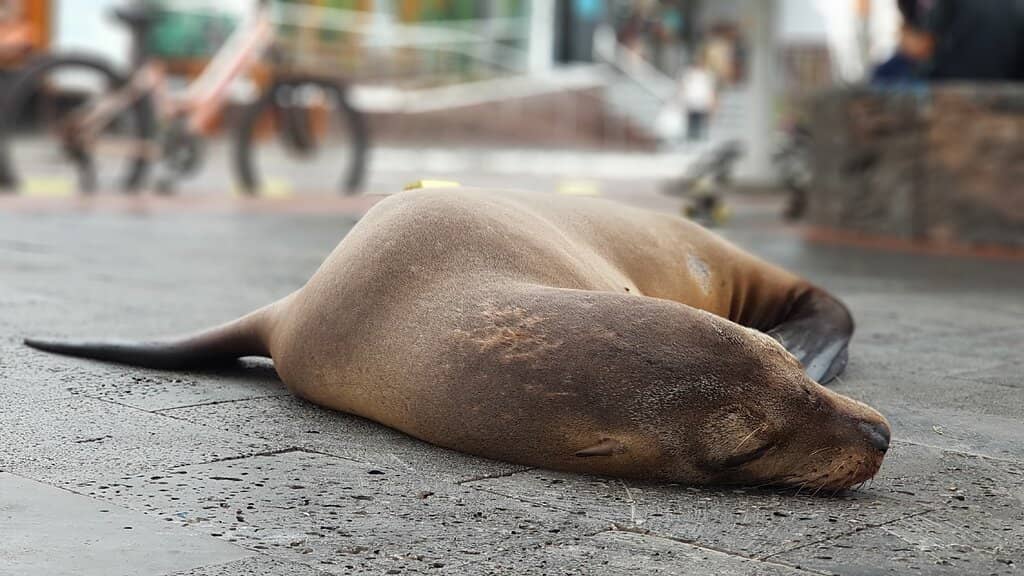 Restaurant with Onboard Market