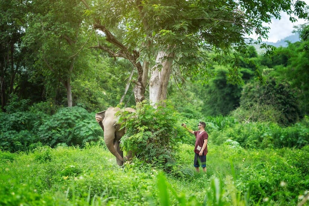 Elephant Feeding